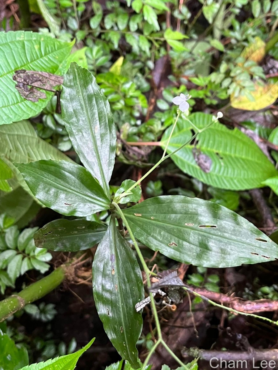 Dictyospermum montanum Wight