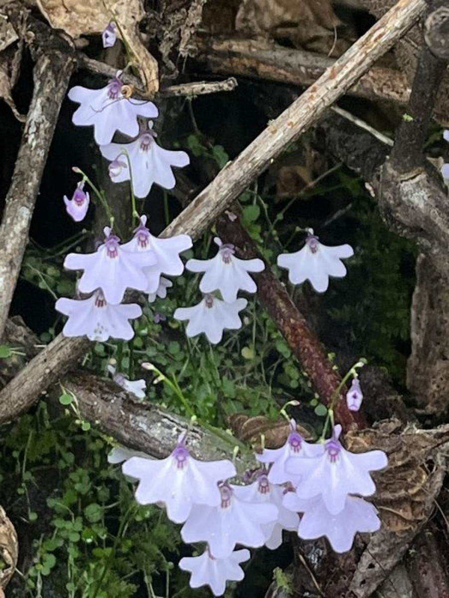 Utricularia moniliformis P.Taylor