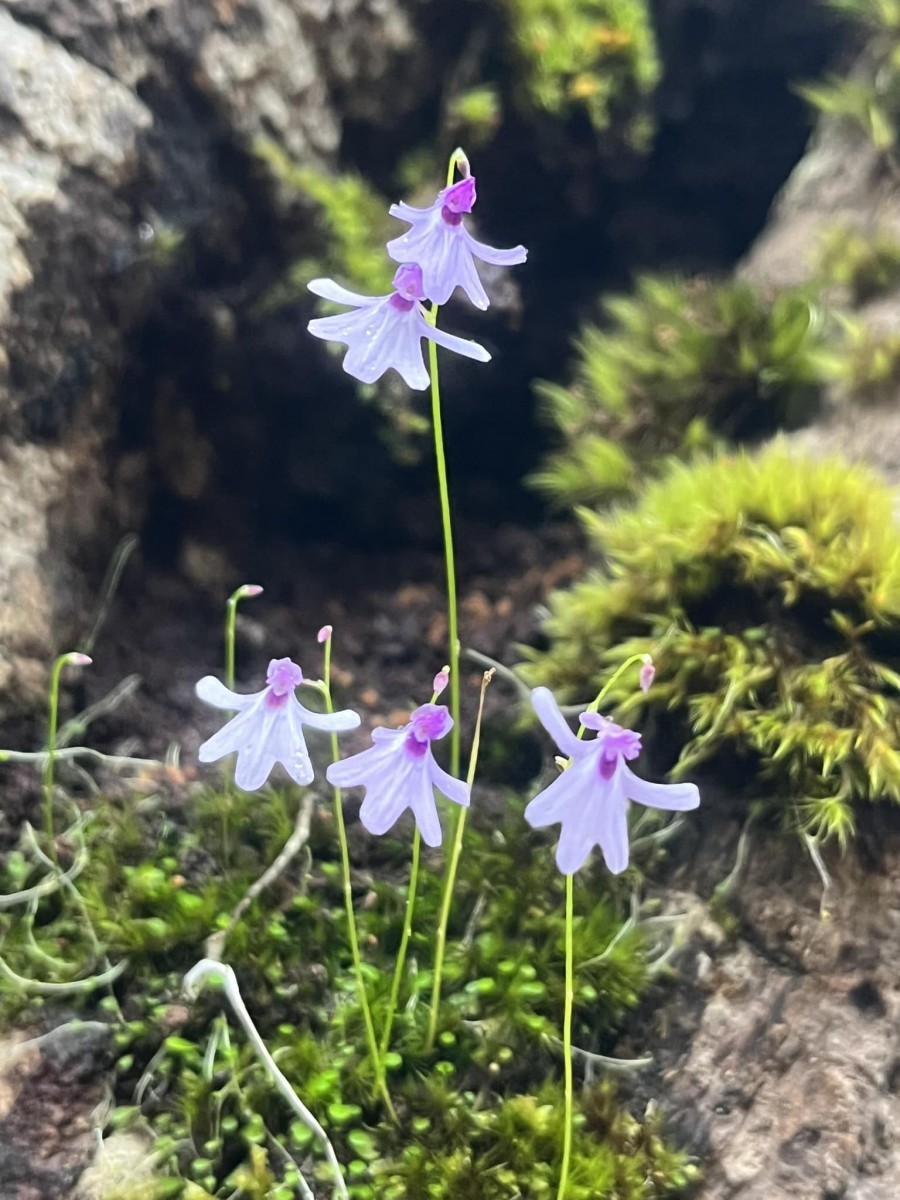 Utricularia moniliformis P.Taylor