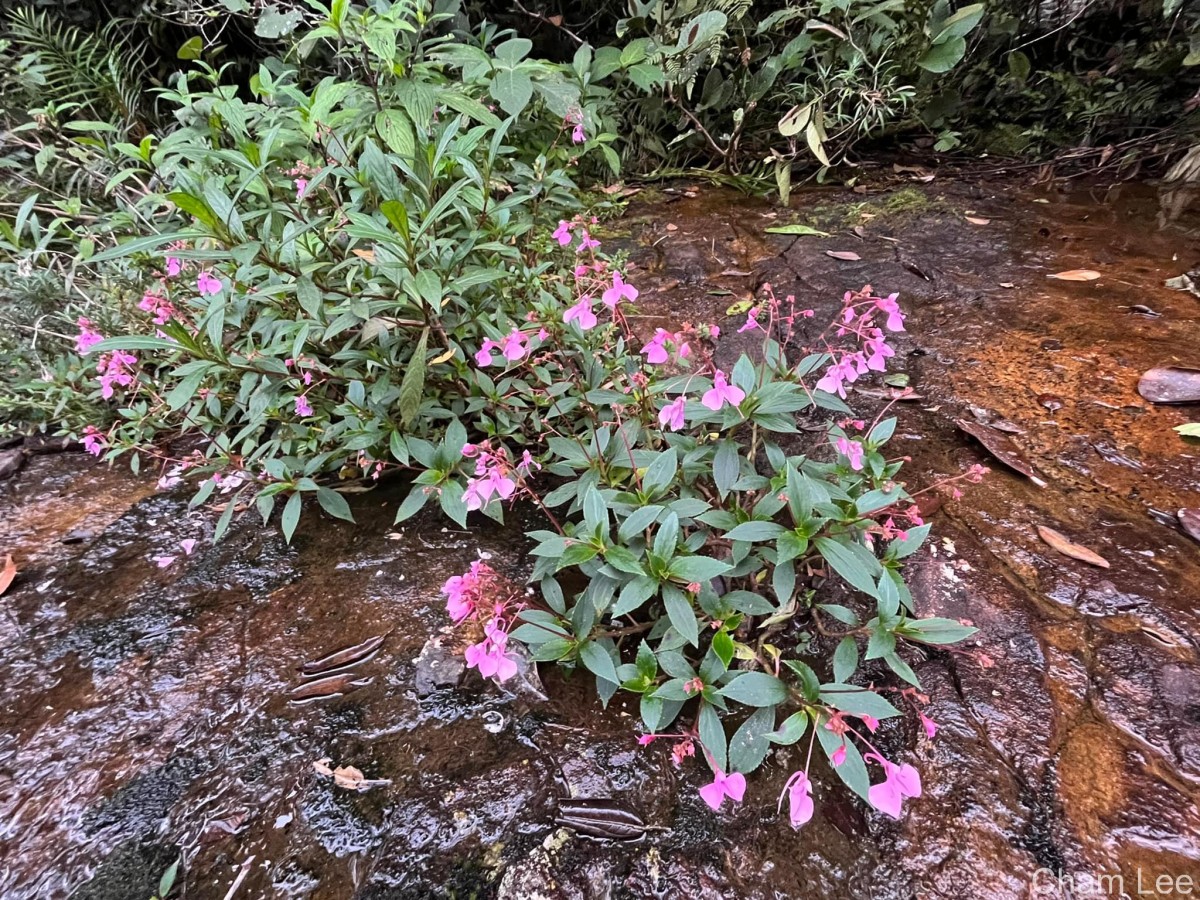 Impatiens elongata Arn.