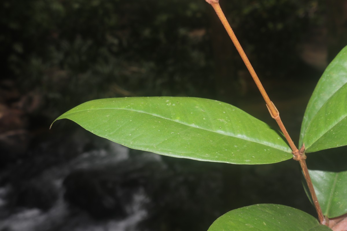 Eugenia sp. (BS)