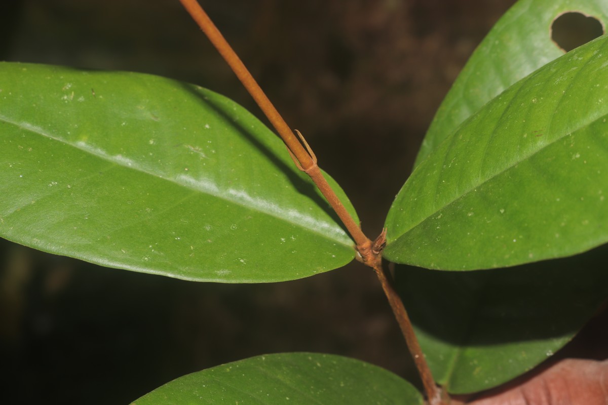 Eugenia sp. (BS)