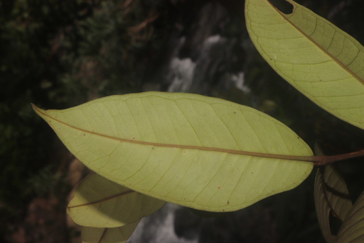 Eugenia sp. (BS)