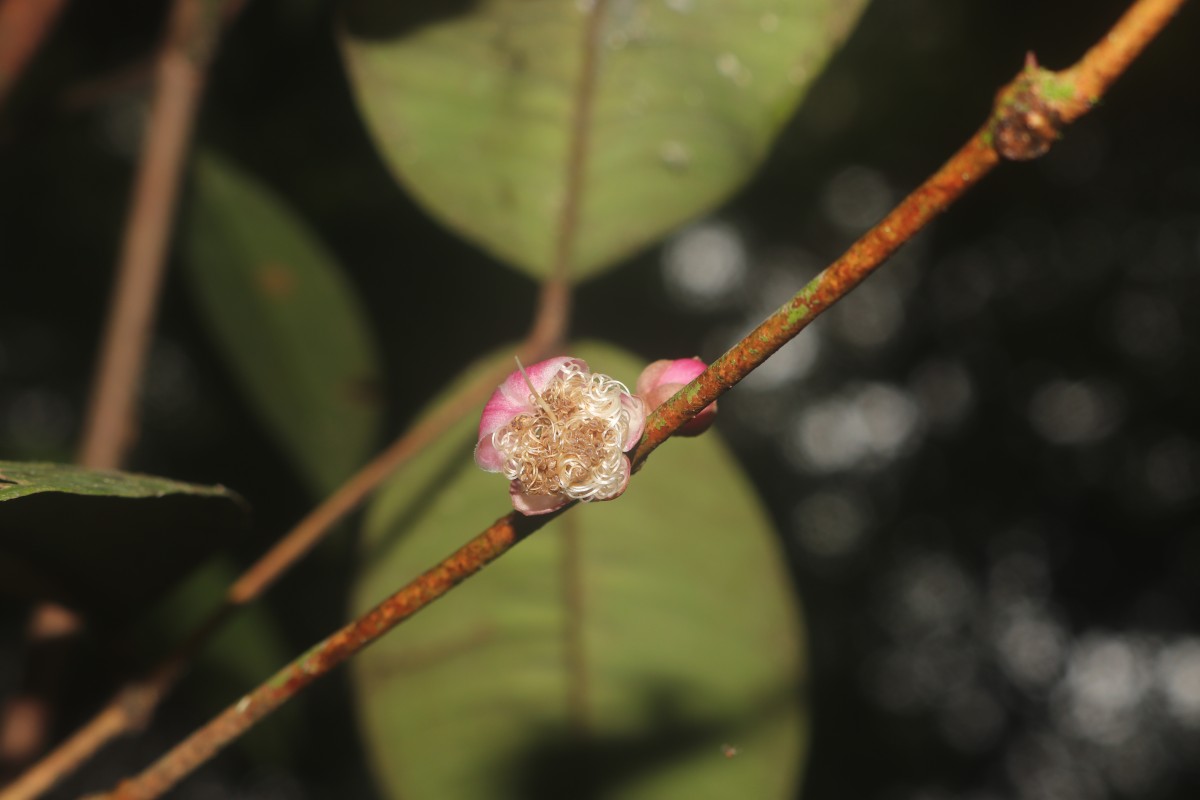 Eugenia sp. (BS)