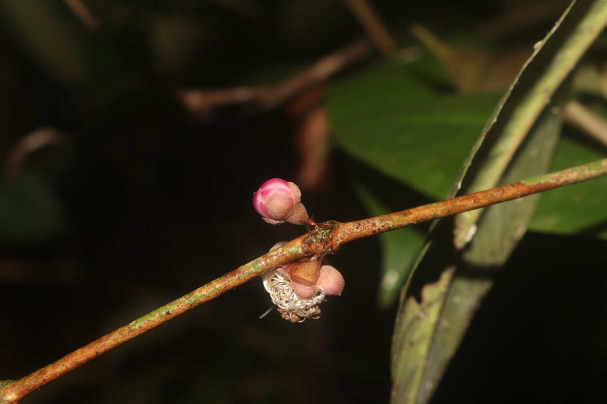 Eugenia sp. (BS)