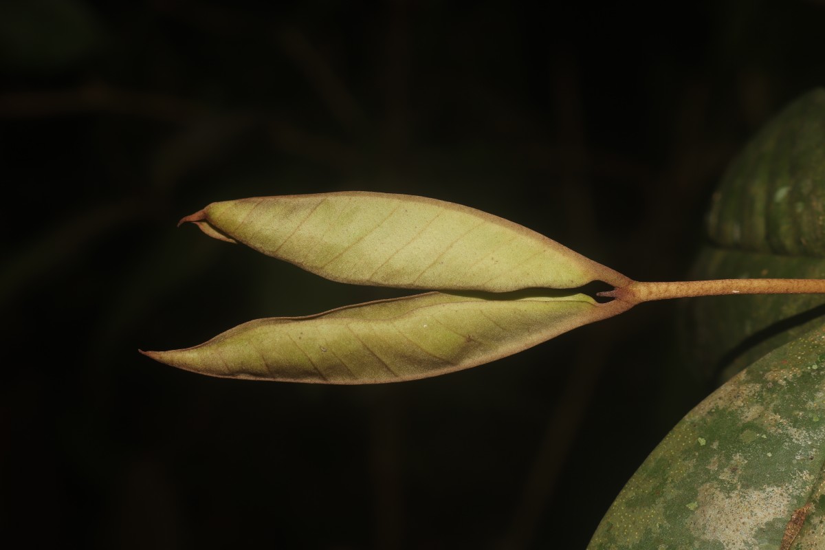 Eugenia sp. (BS)