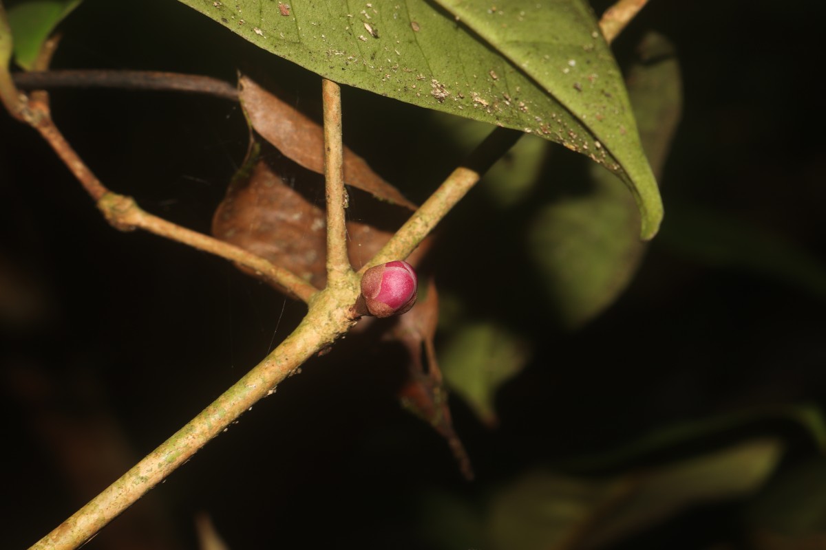 Eugenia sp. (BS)