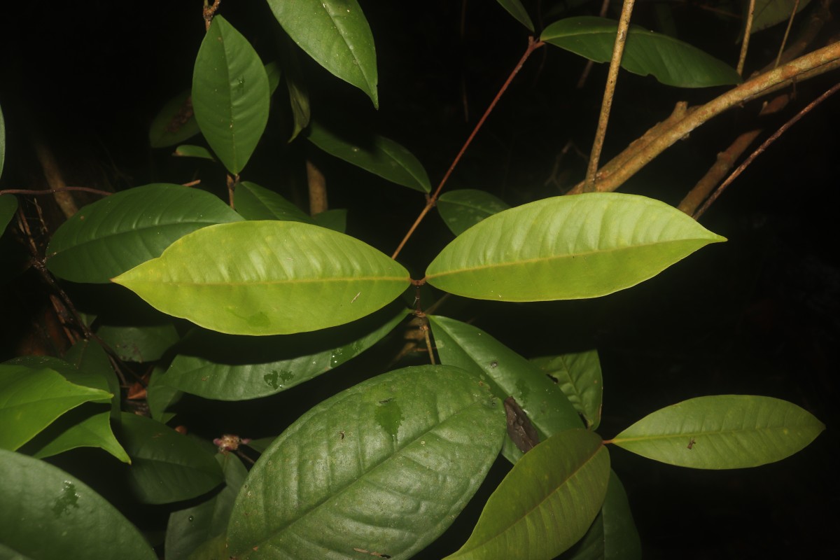 Eugenia sp. (BS)