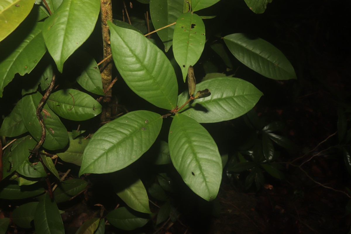 Eugenia sp. (BS)