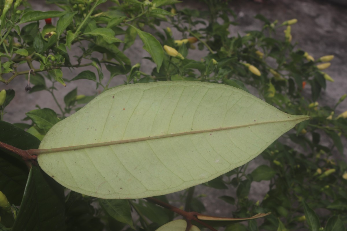 Eugenia sp. (BS)