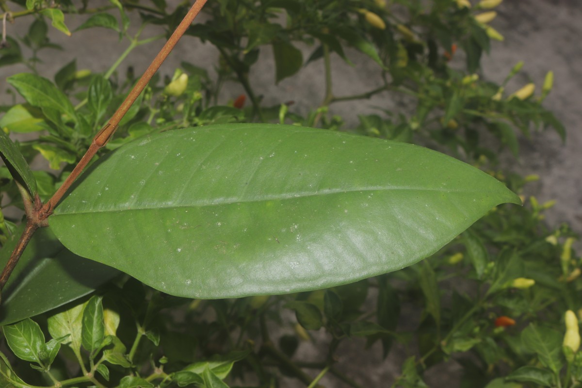 Eugenia sp. (BS)