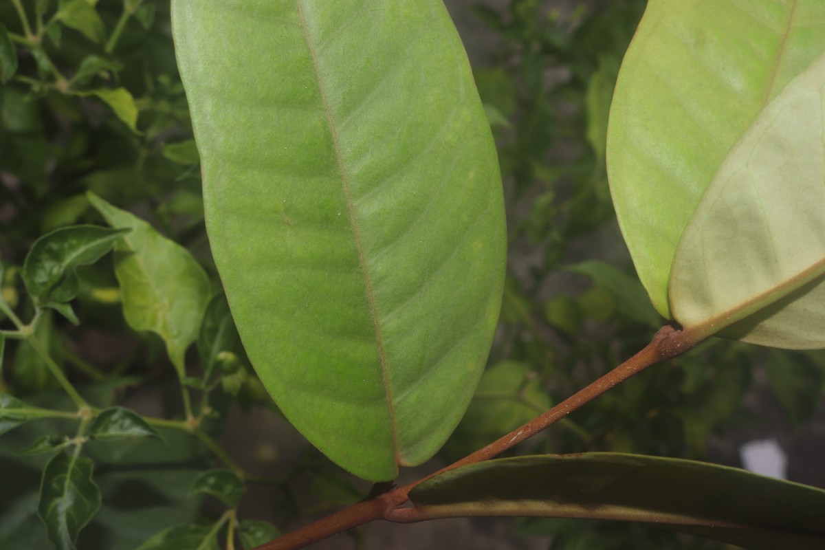 Eugenia sp. (BS)