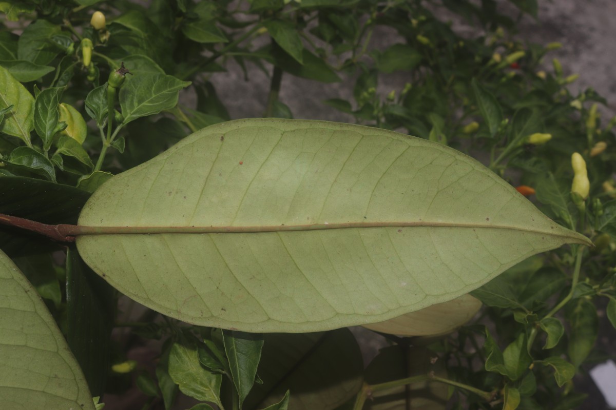 Eugenia sp. (BS)