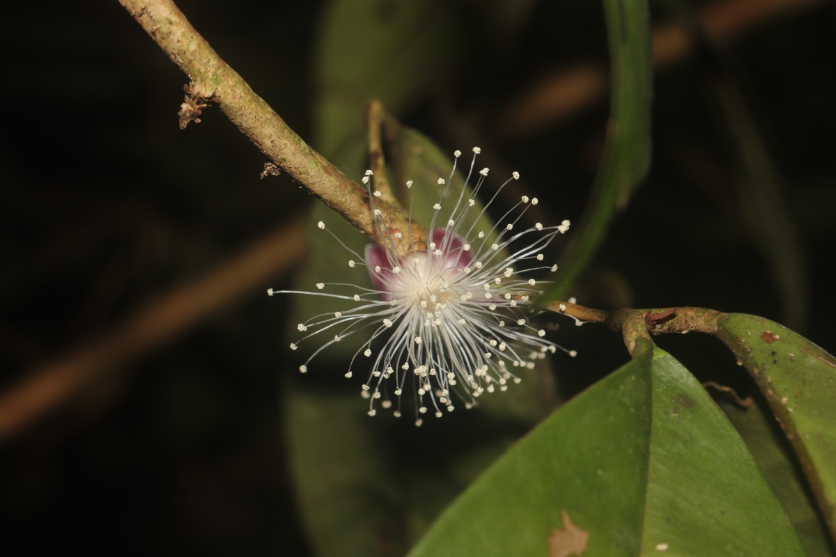 Eugenia sp. (BS)