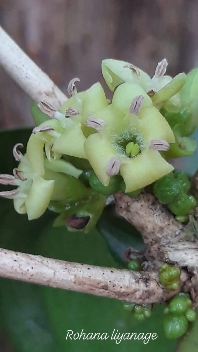 Discospermum sphaerocarpum Dalzell ex Hook.f.