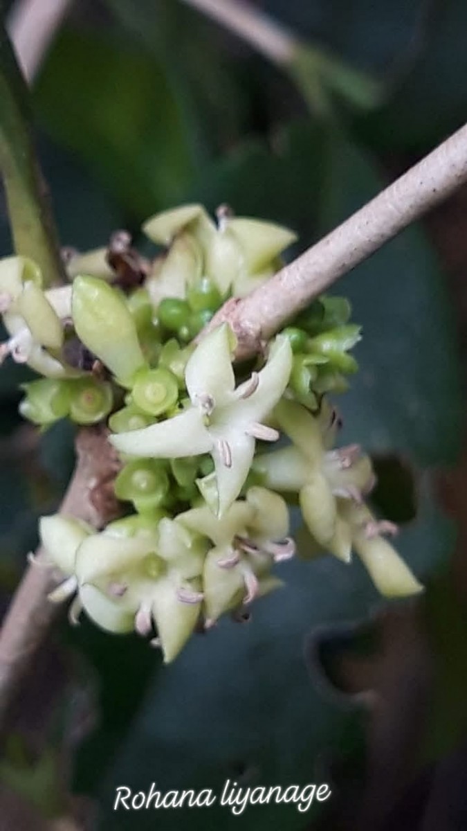 Discospermum sphaerocarpum Dalzell ex Hook.f.