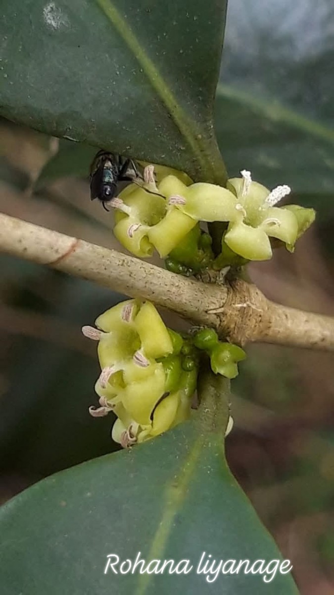 Discospermum sphaerocarpum Dalzell ex Hook.f.
