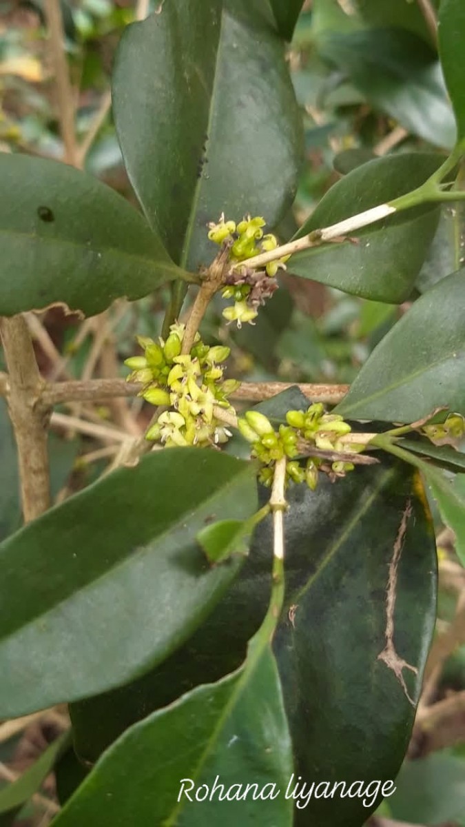 Discospermum sphaerocarpum Dalzell ex Hook.f.