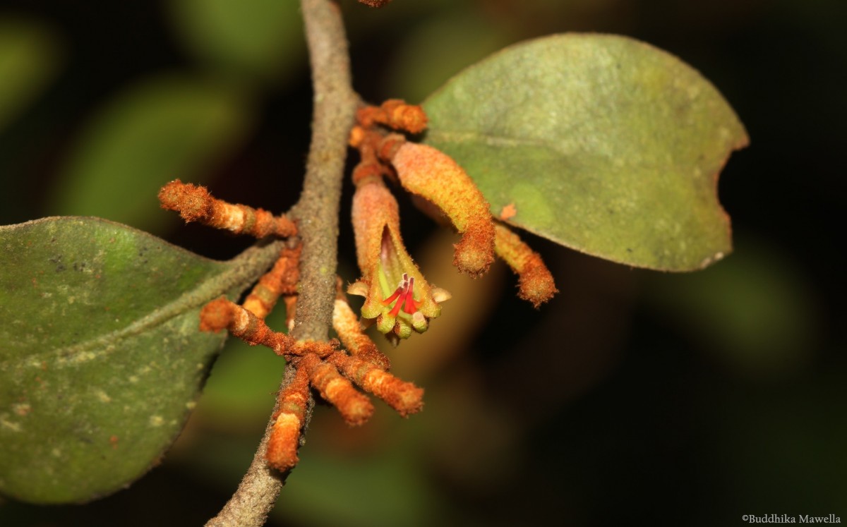 Taxillus incanus (Trimen) Wiens