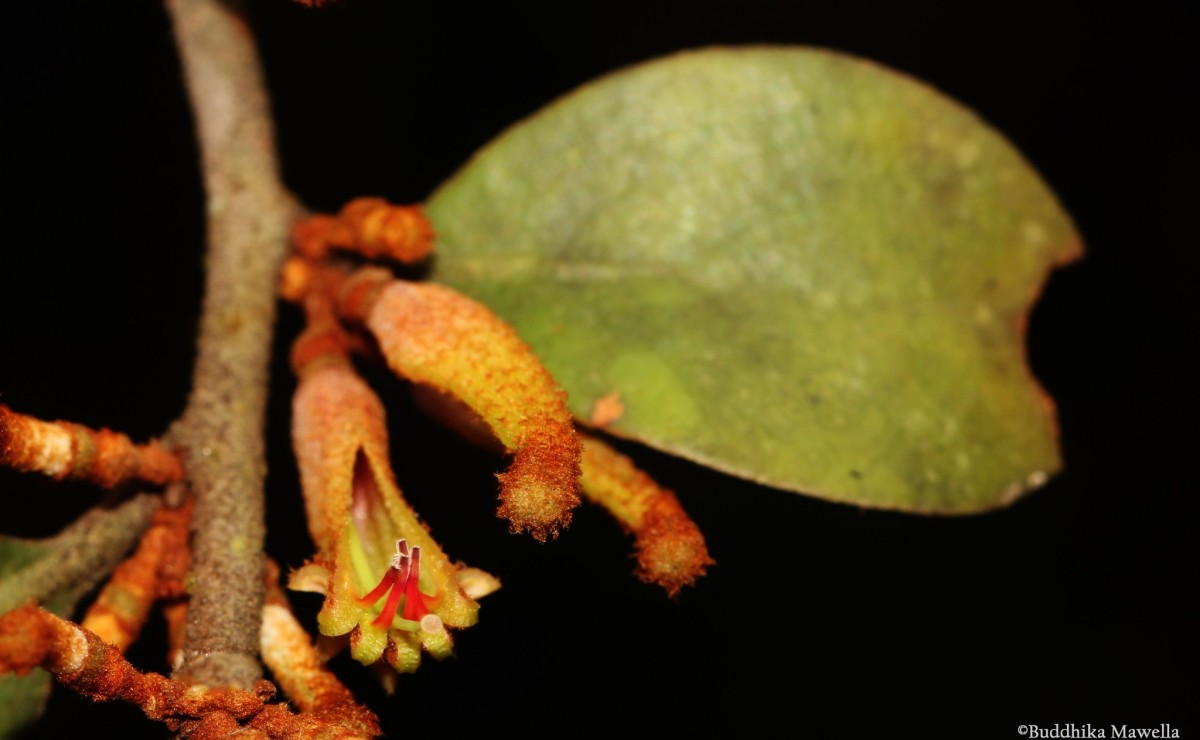 Taxillus incanus (Trimen) Wiens