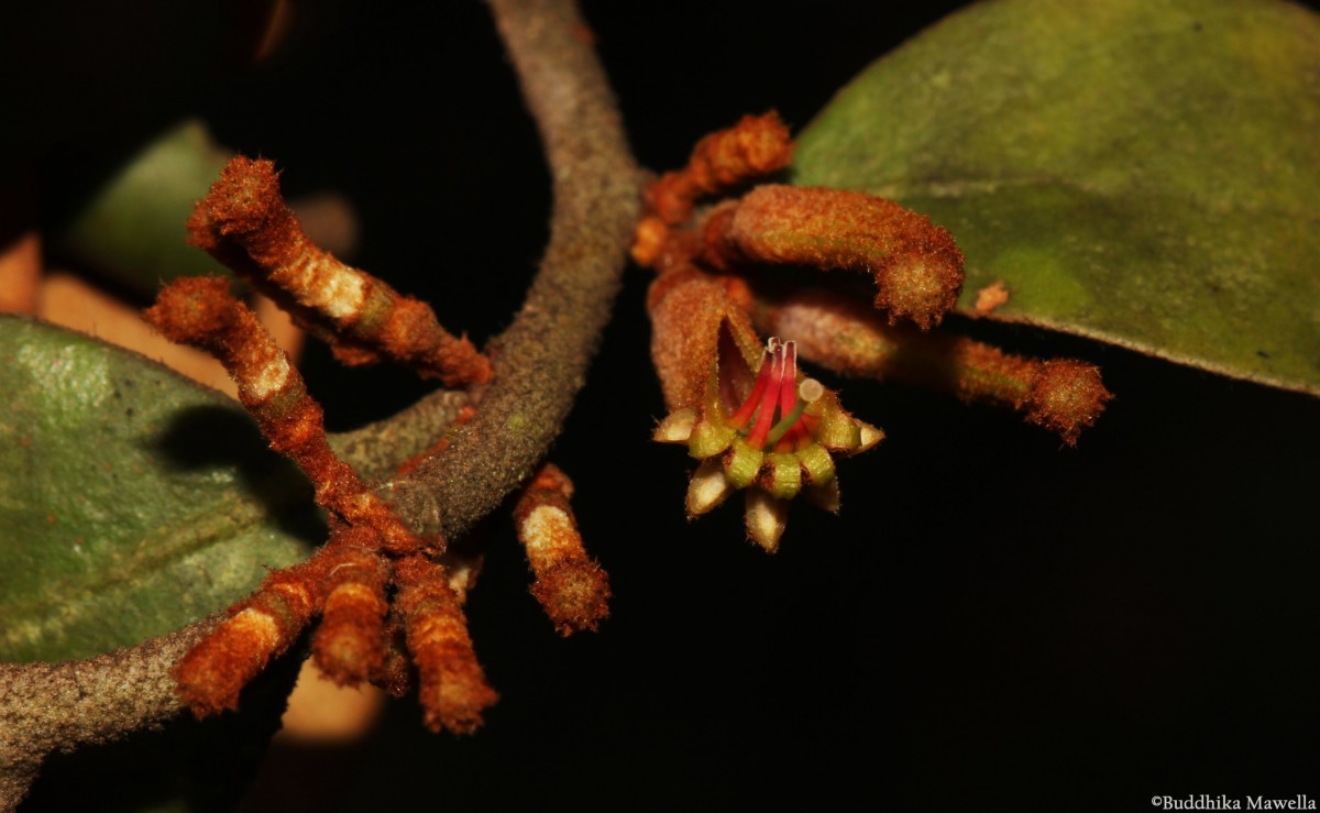 Taxillus incanus (Trimen) Wiens