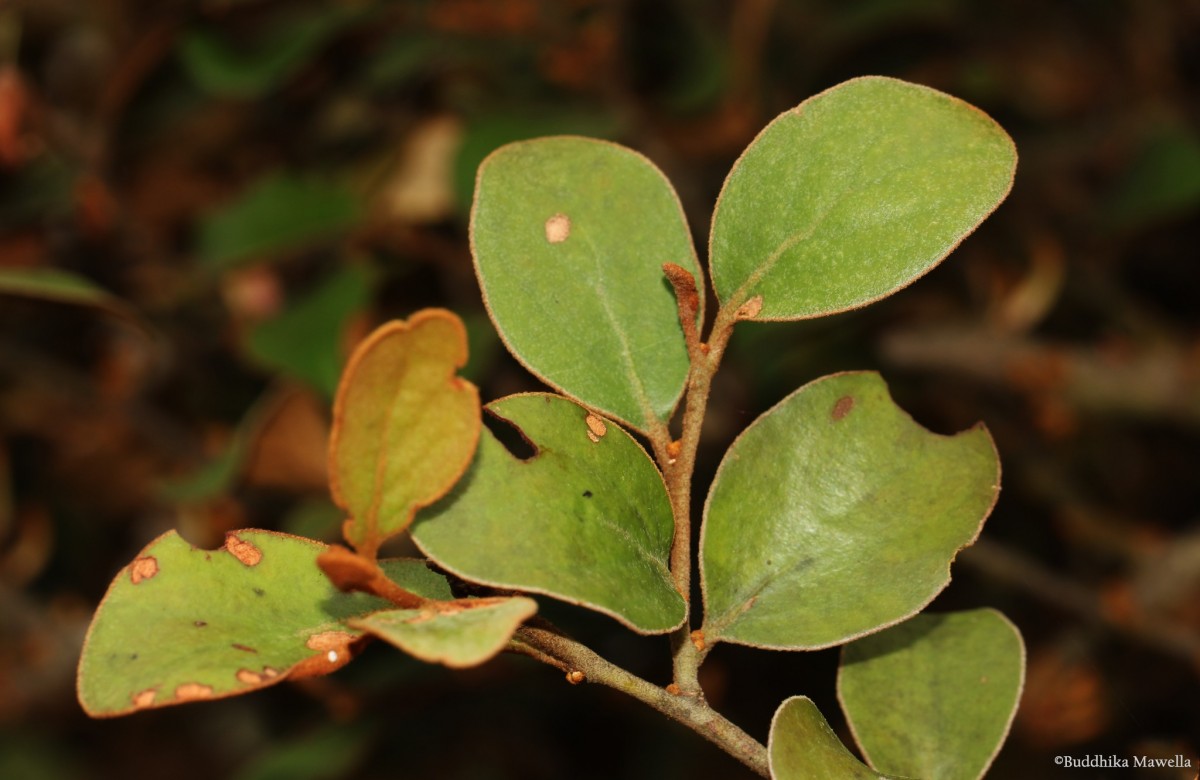 Taxillus incanus (Trimen) Wiens