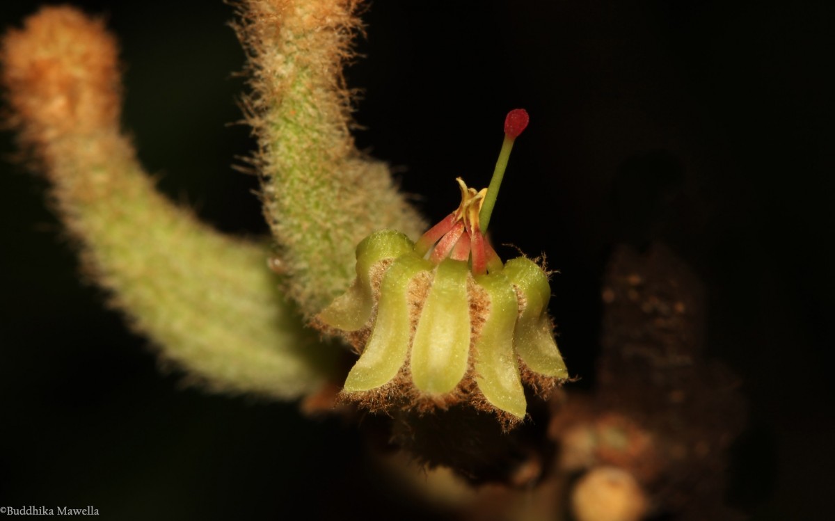 Taxillus tomentosus (B.Heyne ex Roth) Tiegh.