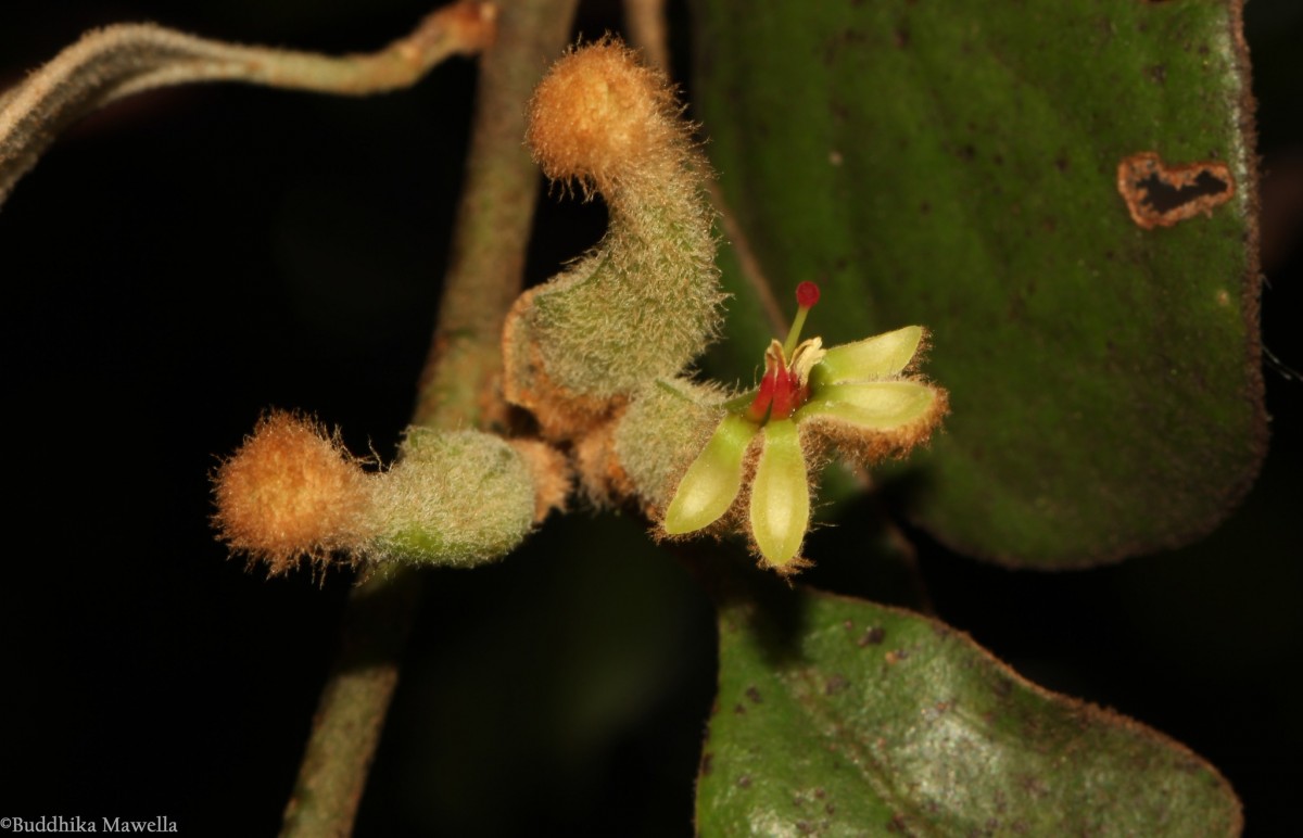 Taxillus tomentosus (B.Heyne ex Roth) Tiegh.