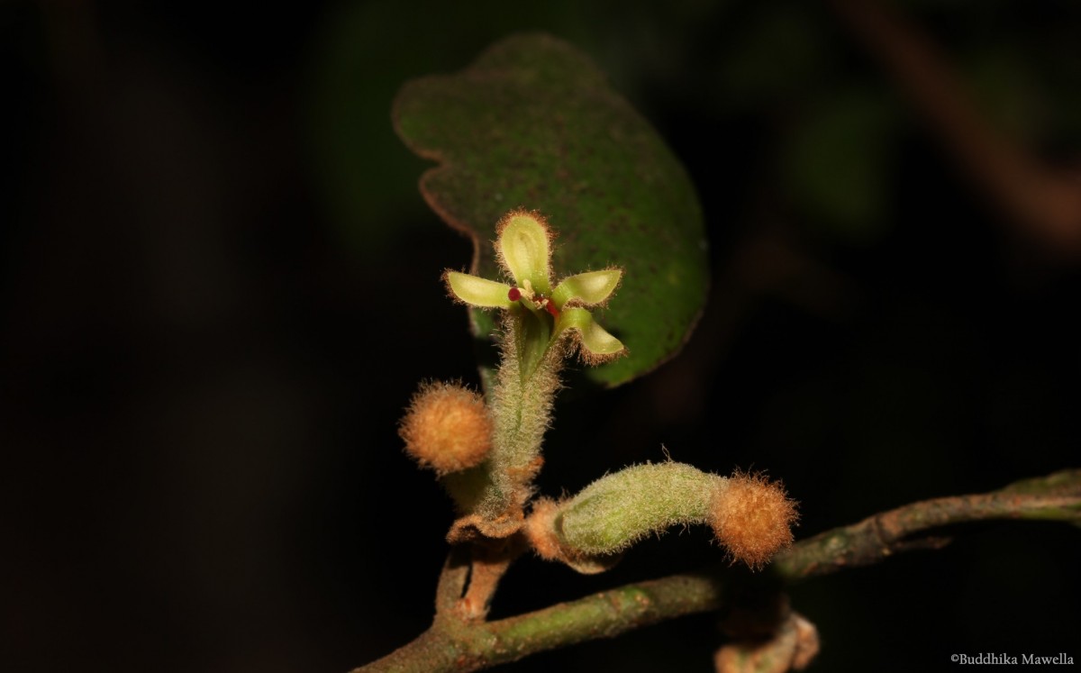 Taxillus tomentosus (B.Heyne ex Roth) Tiegh.
