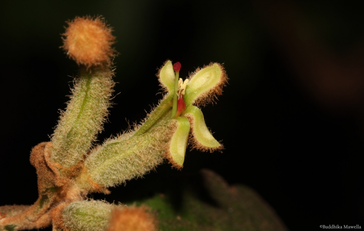 Taxillus tomentosus (B.Heyne ex Roth) Tiegh.
