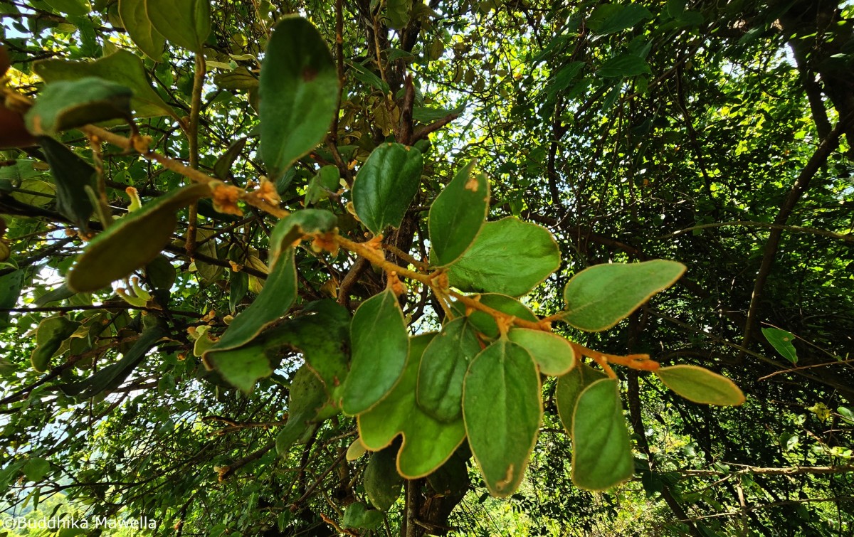 Taxillus tomentosus (B.Heyne ex Roth) Tiegh.