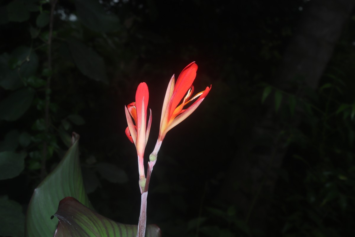 Canna indica L.