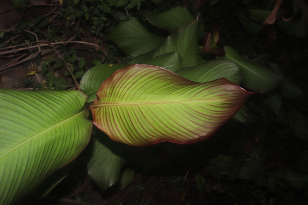 Canna indica L.