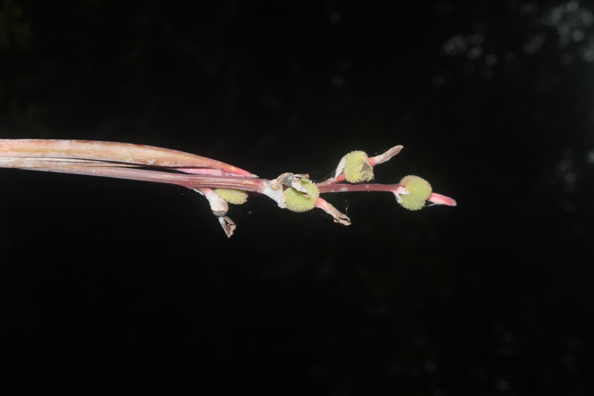 Canna indica L.