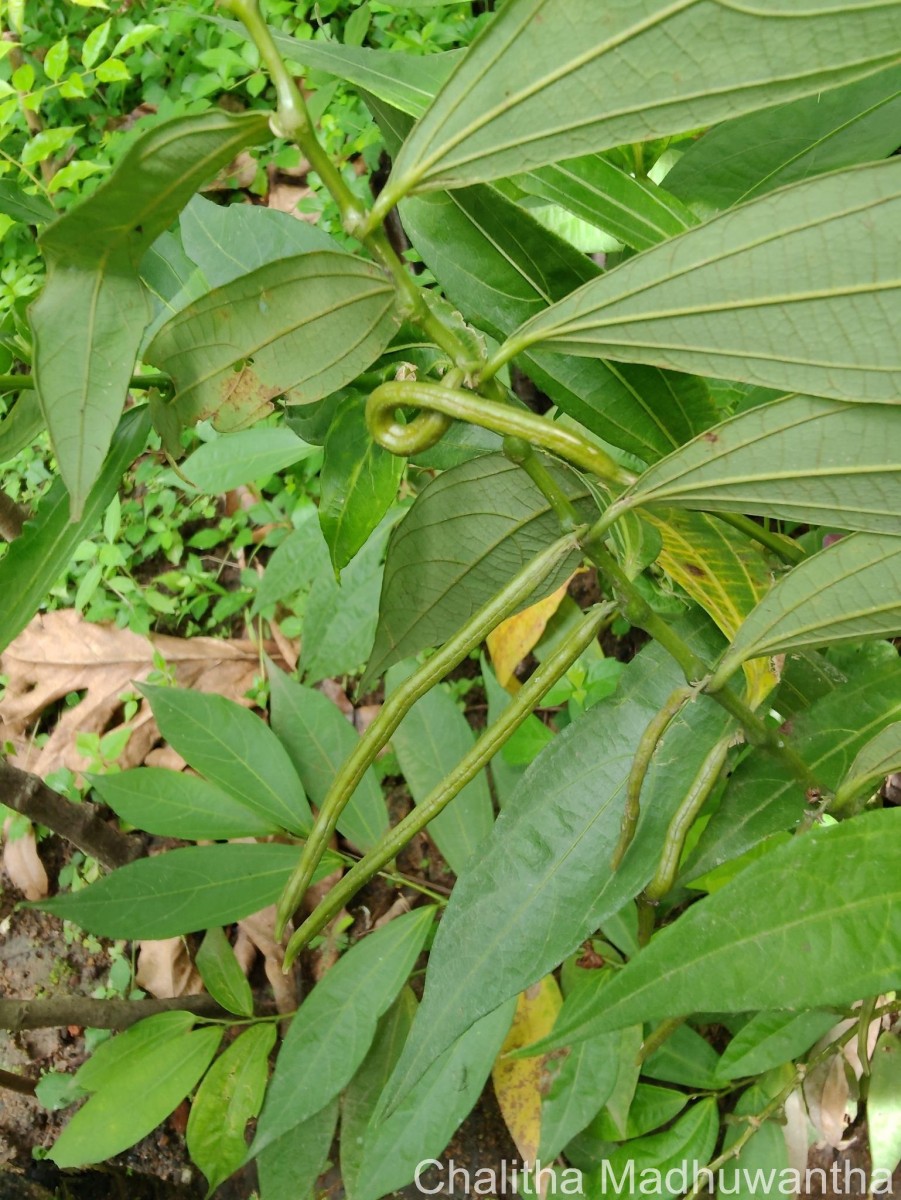 Thottea duchartrei Sivar., A.Babu & Balach.
