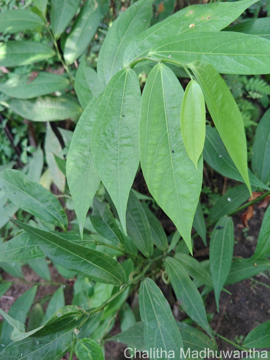 Thottea duchartrei Sivar., A.Babu & Balach.