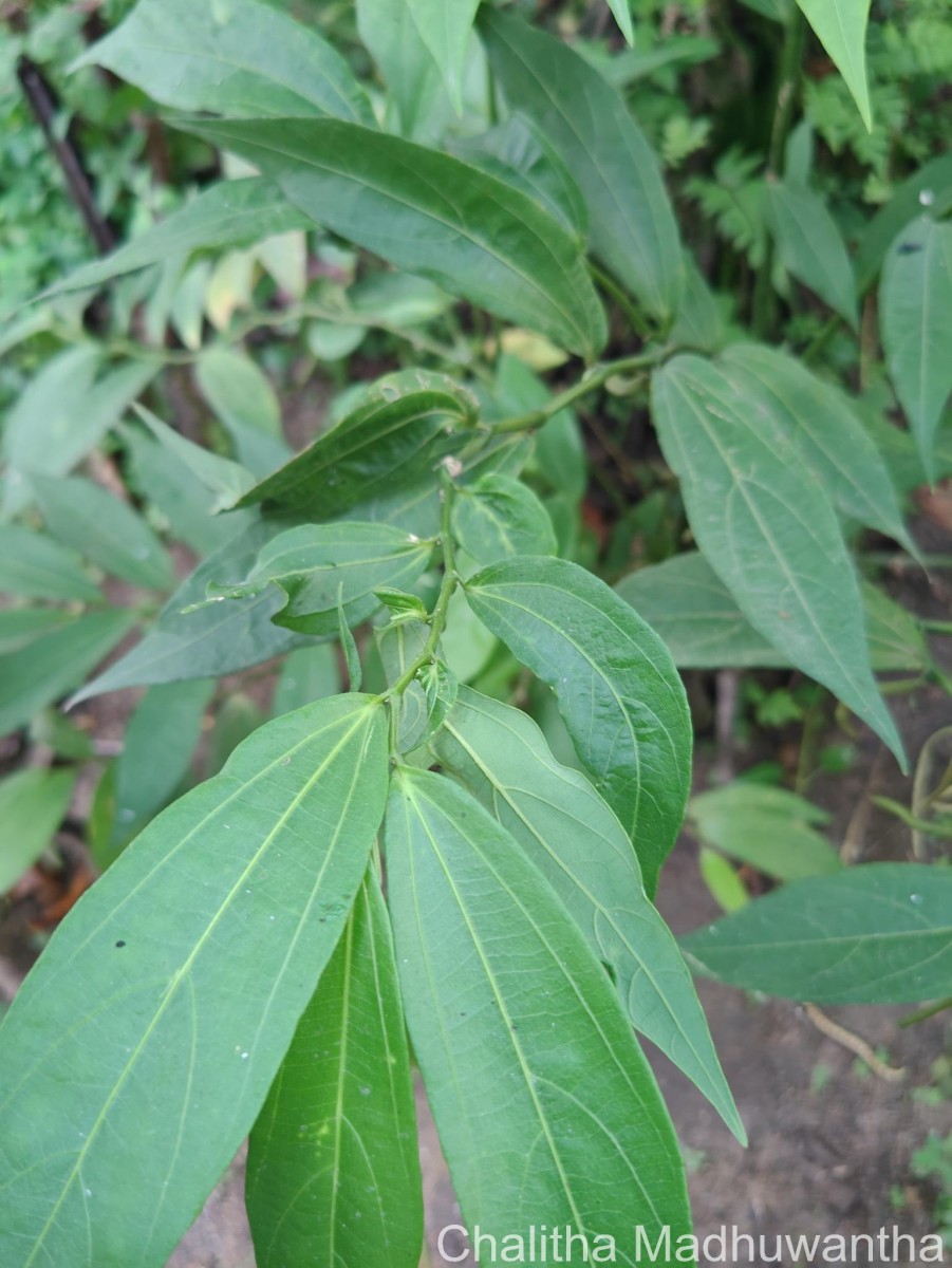 Thottea duchartrei Sivar., A.Babu & Balach.