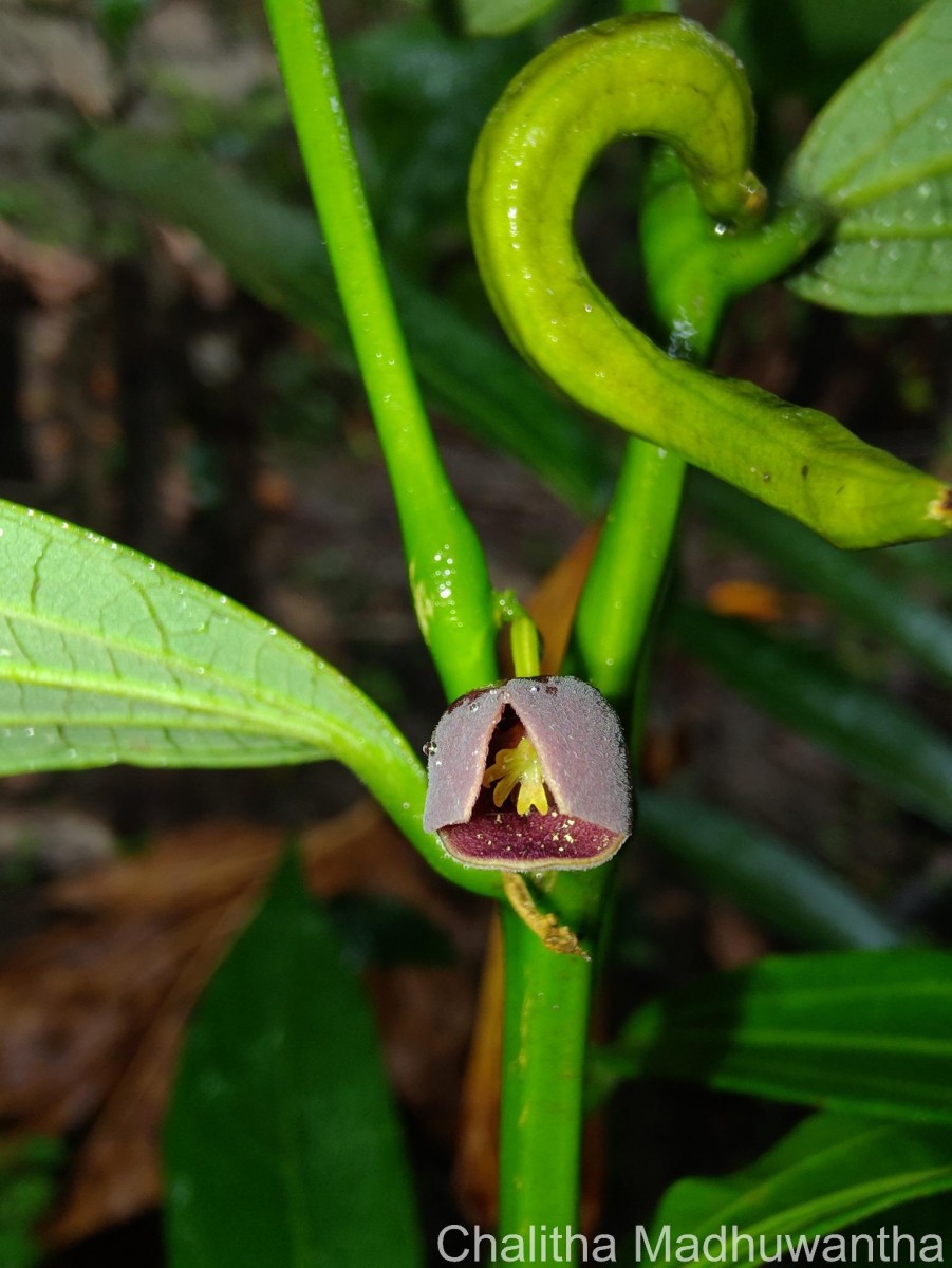 Thottea duchartrei Sivar., A.Babu & Balach.
