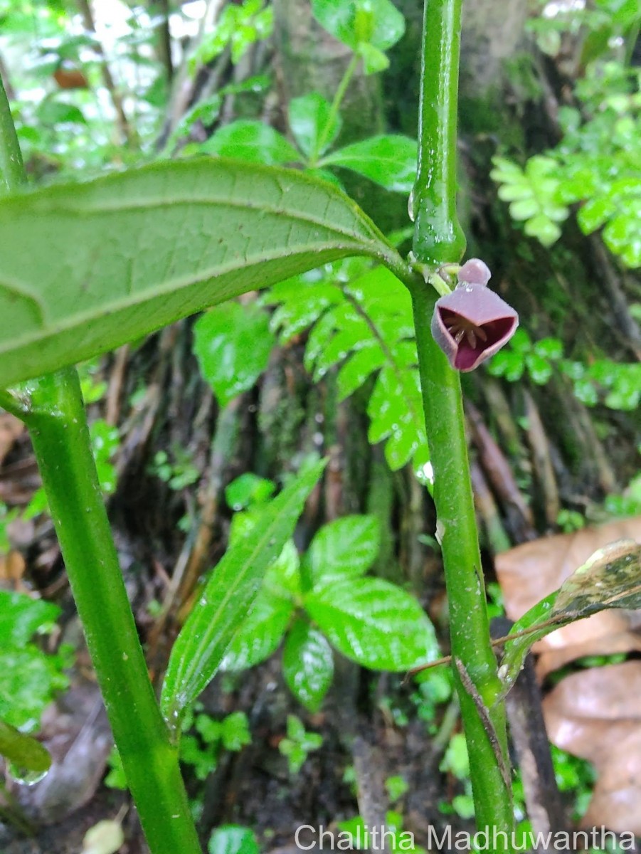 Thottea duchartrei Sivar., A.Babu & Balach.