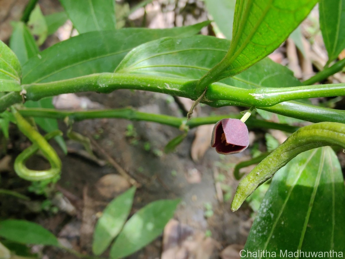 Thottea duchartrei Sivar., A.Babu & Balach.