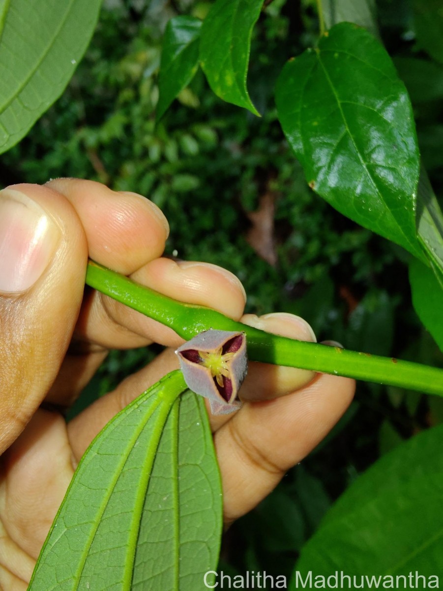 Thottea duchartrei Sivar., A.Babu & Balach.