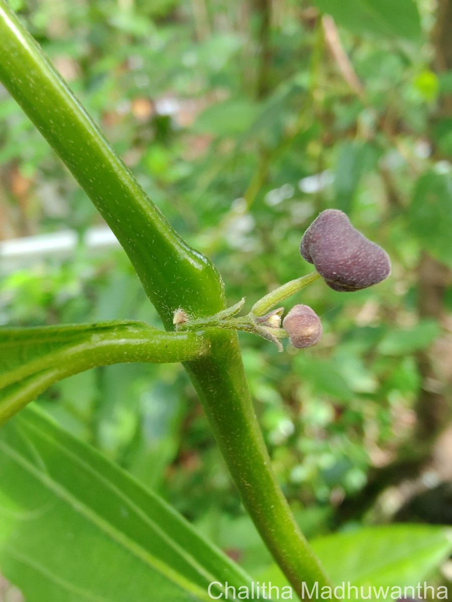 Thottea duchartrei Sivar., A.Babu & Balach.