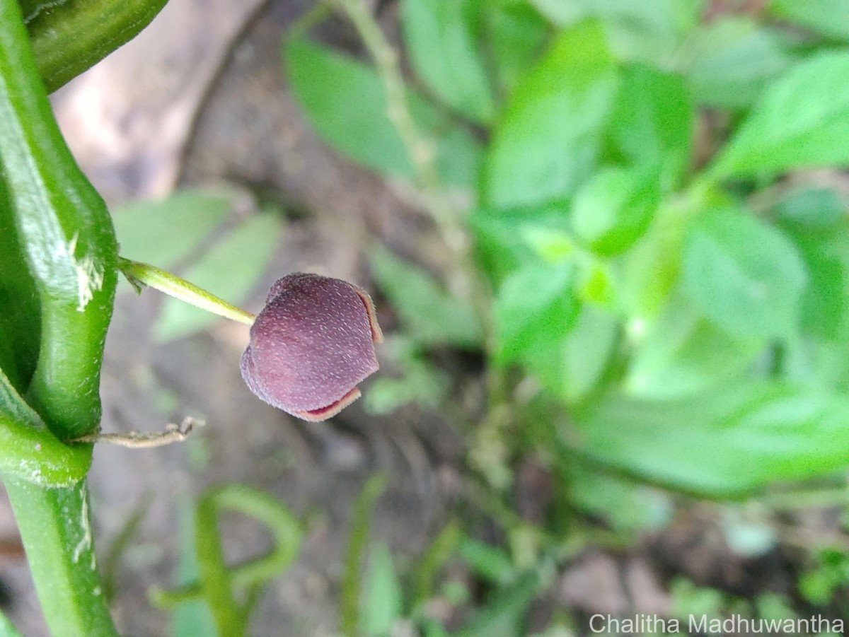 Thottea duchartrei Sivar., A.Babu & Balach.