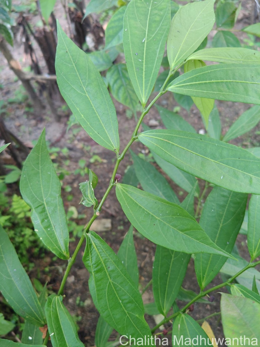 Thottea duchartrei Sivar., A.Babu & Balach.