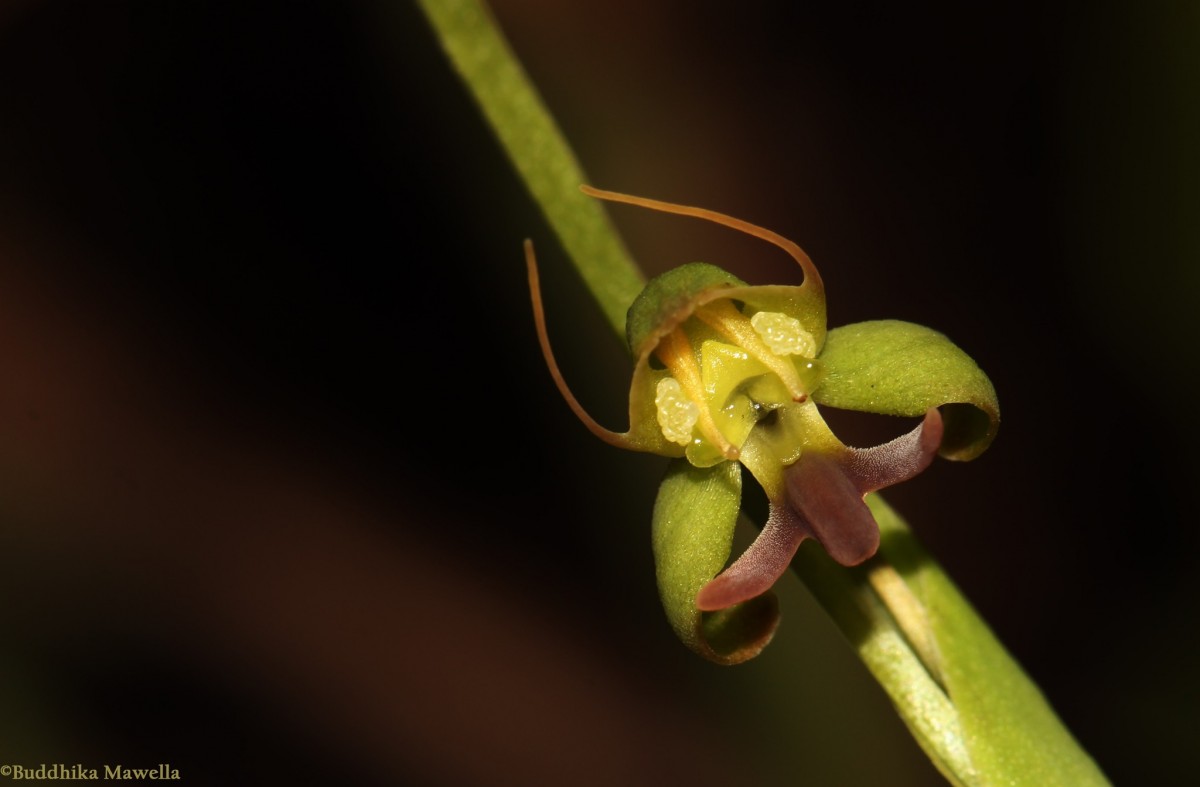 Habenaria acuminata (Thwaites) Trimen