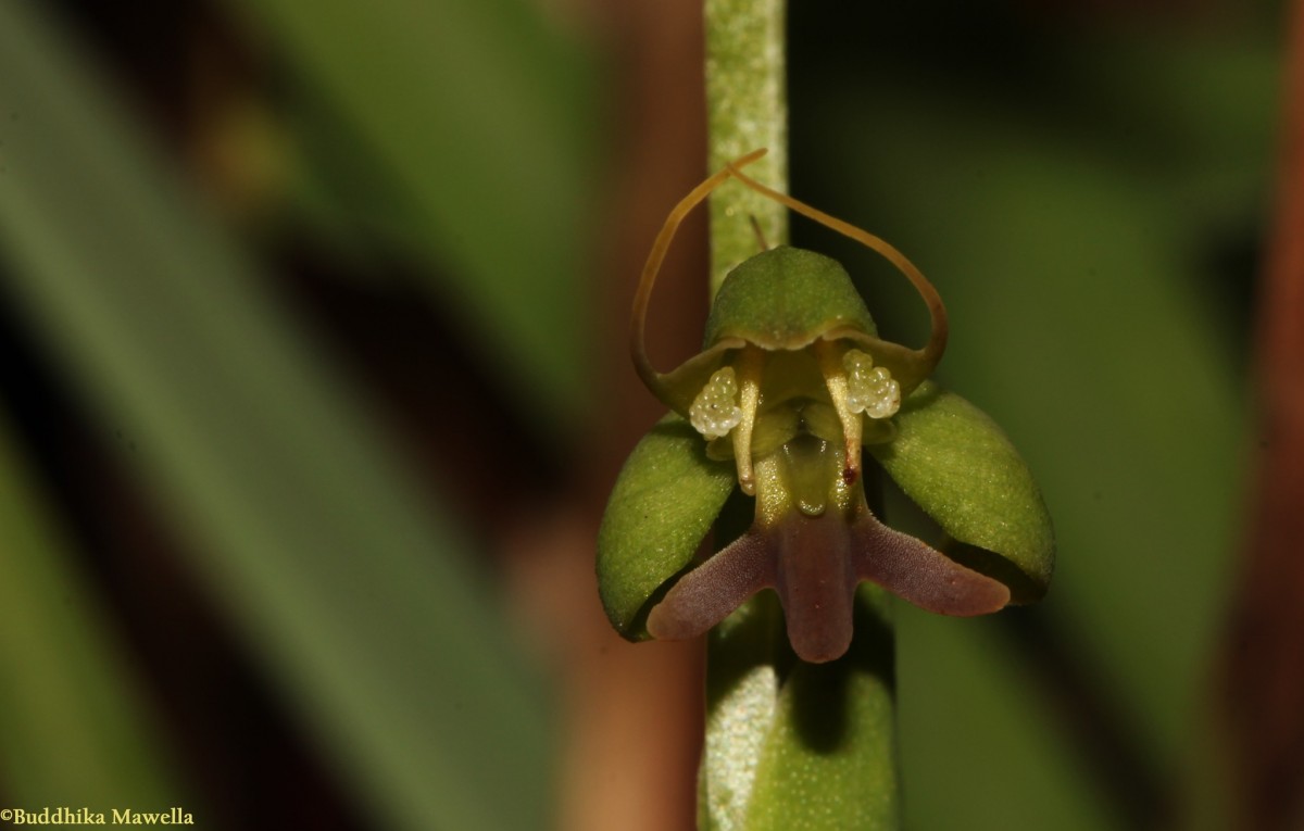 Habenaria acuminata (Thwaites) Trimen