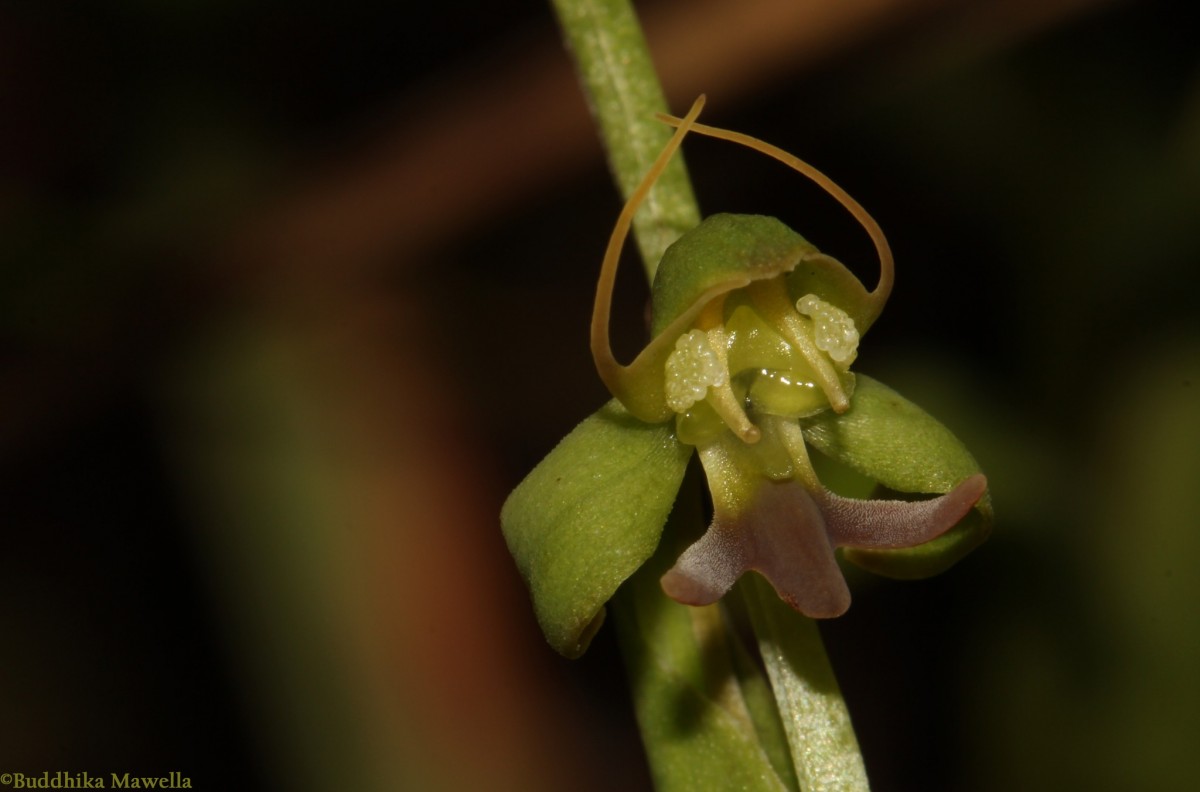 Habenaria acuminata (Thwaites) Trimen
