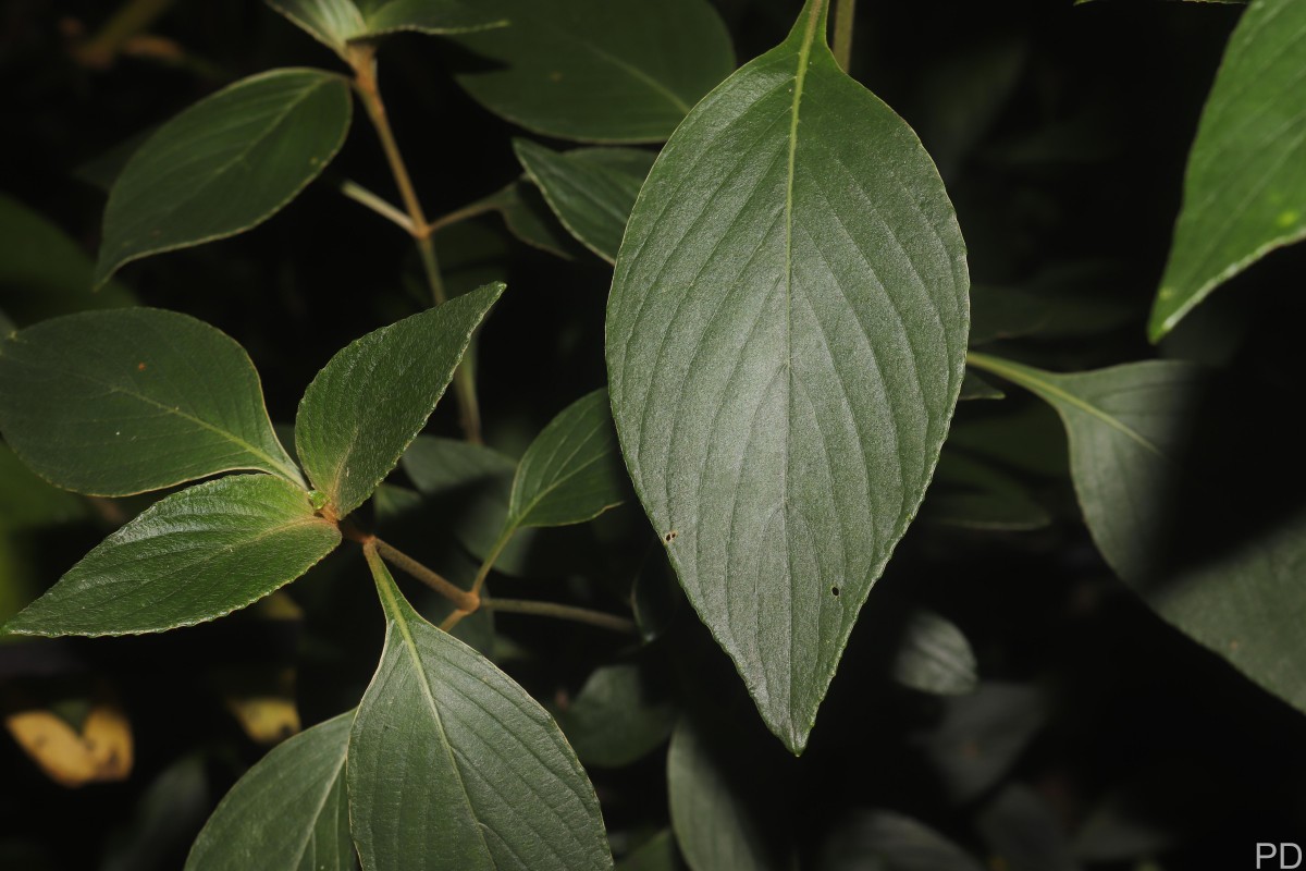 Strobilanthes willisii Carine