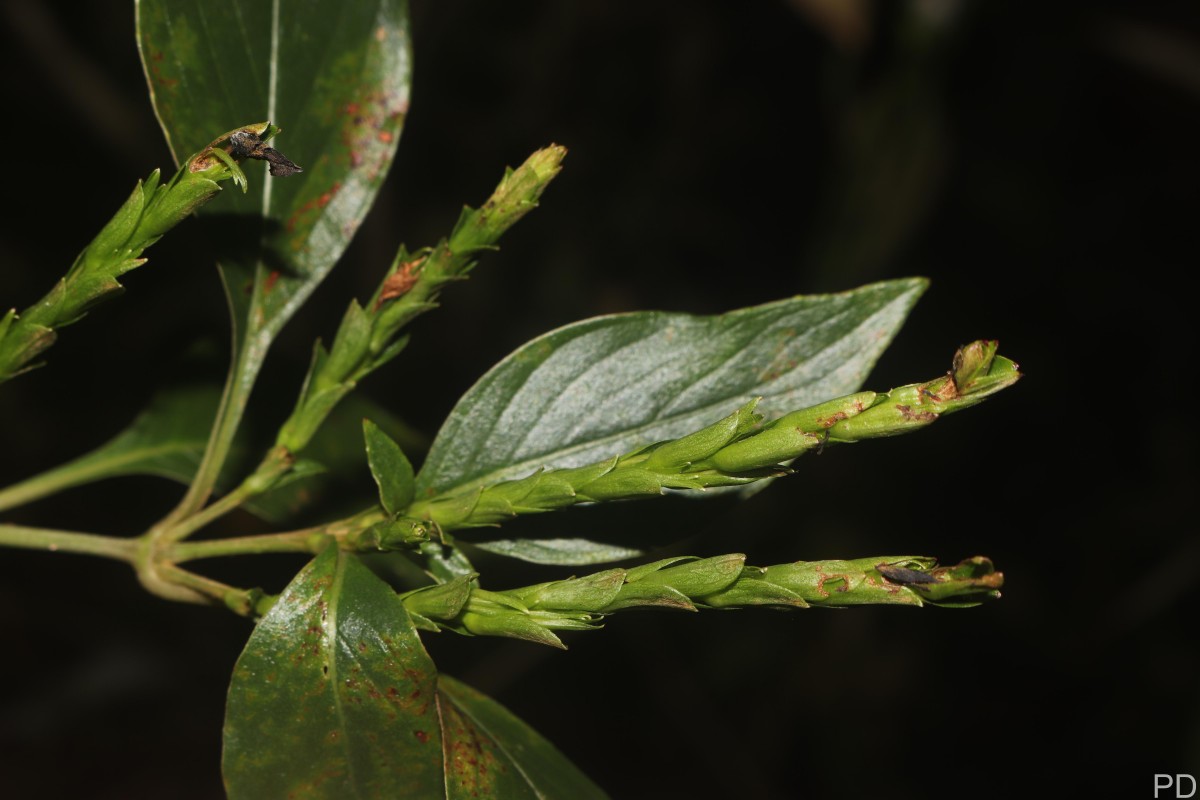 Strobilanthes willisii Carine