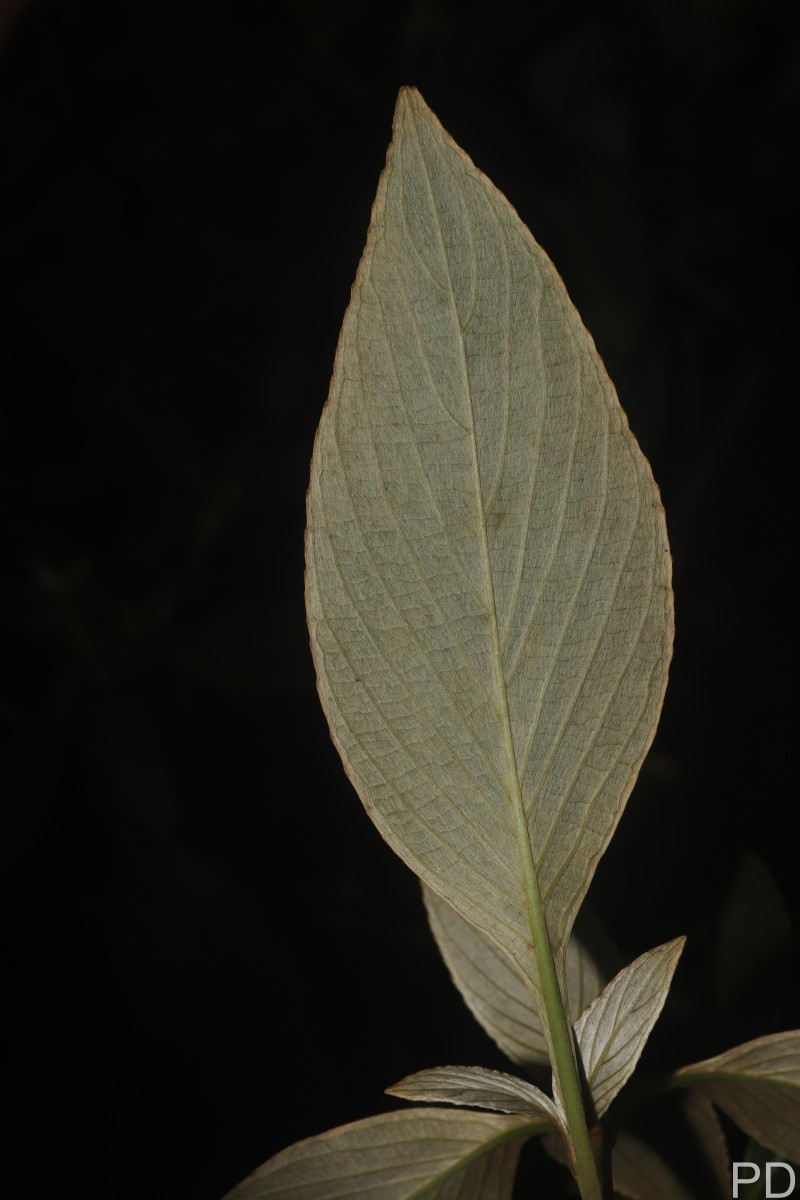 Strobilanthes willisii Carine